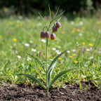 Fritillaria 'Uva Vulpis' - 100 Stück