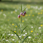 Fritillaria 'Uva Vulpis' - 100 Stück