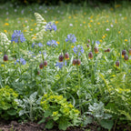 Fritillaria 'Uva Vulpis' - 100 Stück