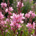 Prachtkerze 'Siskiyou Pink Lindheimeri' - 4 Stück