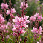 Prachtkerze 'Siskiyou Pink Lindheimeri' - 4 Stück