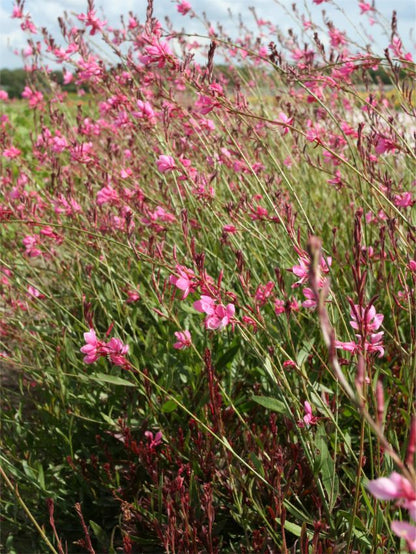Gaura 'Siskiyou Pink Lindheimeri' - Prachtkerze