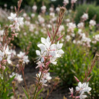 Gaura 'Weiss Lindheimeri' - 4 Stück