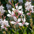 Gaura 'Weiss Lindheimeri' - 4 Stück