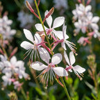 Gaura 'Weiss Lindheimeri' - 4 Stück