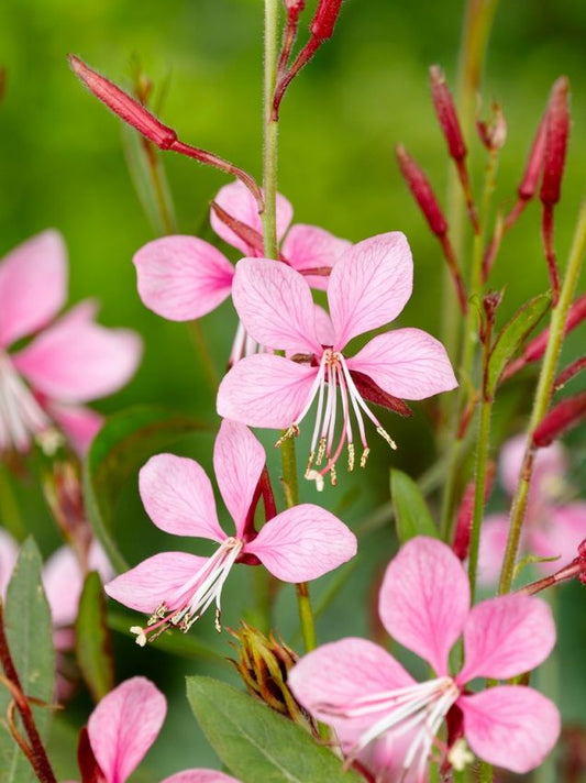 Stauden Gaura siskiyou pink lindheimeri
