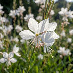 Gaura 'Weiss Lindheimeri' - 4 Stück