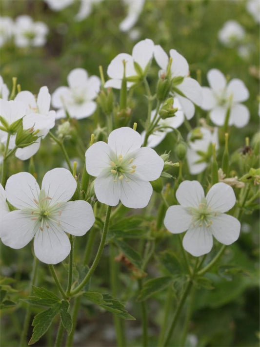 Storchschnabel Geranium album maculatum
