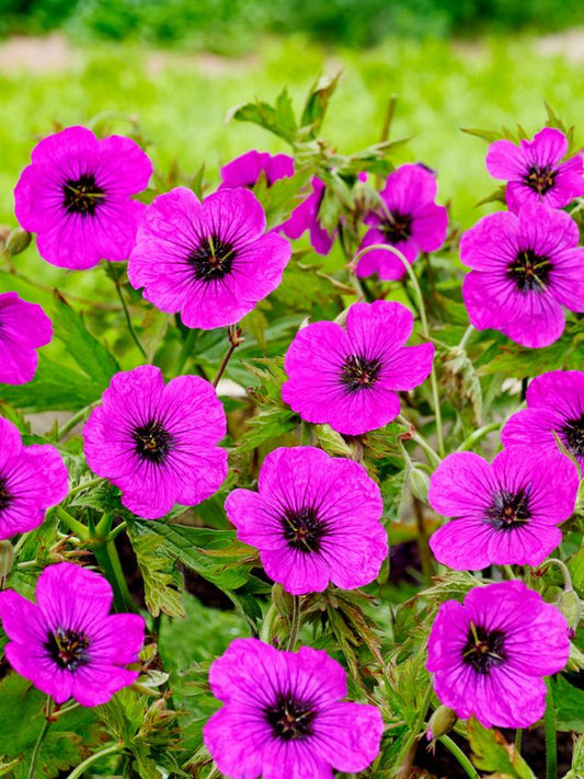 Storchschnabel Geranium anne thomson