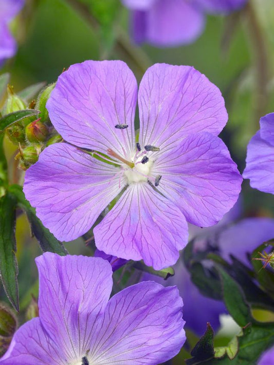 Storchschnabel Geranium brookside