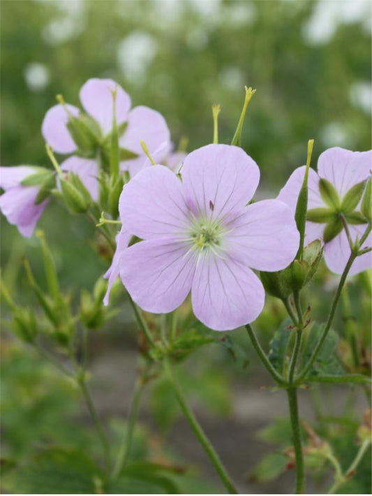 Storchschnabel Geranium chatto maculatum