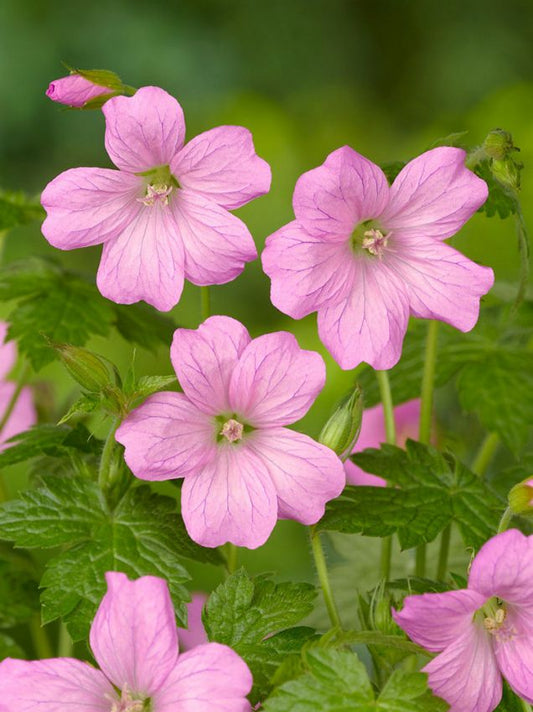 Storchschnabel Geranium wargrave pink endressii