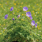 Geranium 'Gerwat' - Storchschnabel