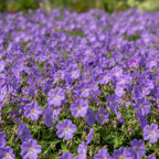 Geranium 'Gerwat' - Storchschnabel