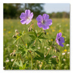 Geranium 'Gerwat' - Storchschnabel