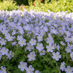 Storchschnabel 'Baby Blue Himalayense' - 5 Stück