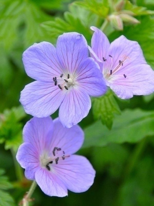 Storchschnabel Geranium baby blue himalayense
