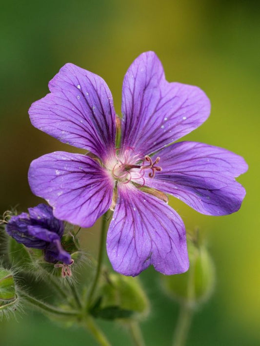Storchschnabel Geranium himalayense