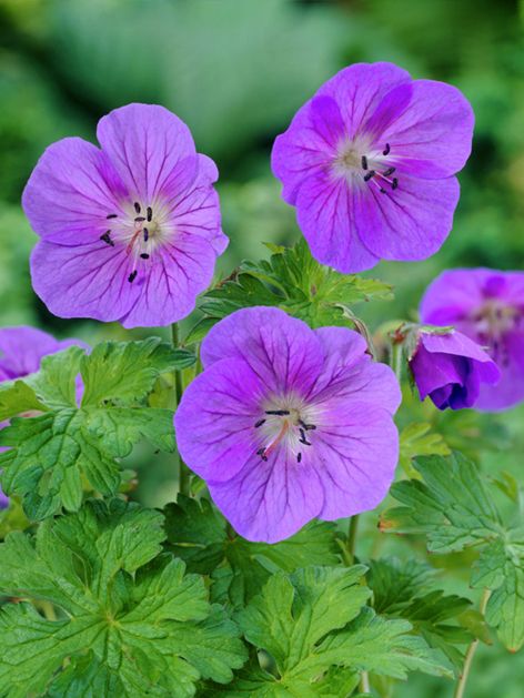 Storchschnabel Geranium gravetye himalayense