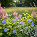 Geranium Johnsons Blue - Storchschnabel