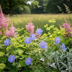 Geranium Johnsons Blue - Storchschnabel