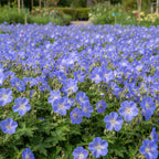 Geranium Johnsons Blue - Storchschnabel