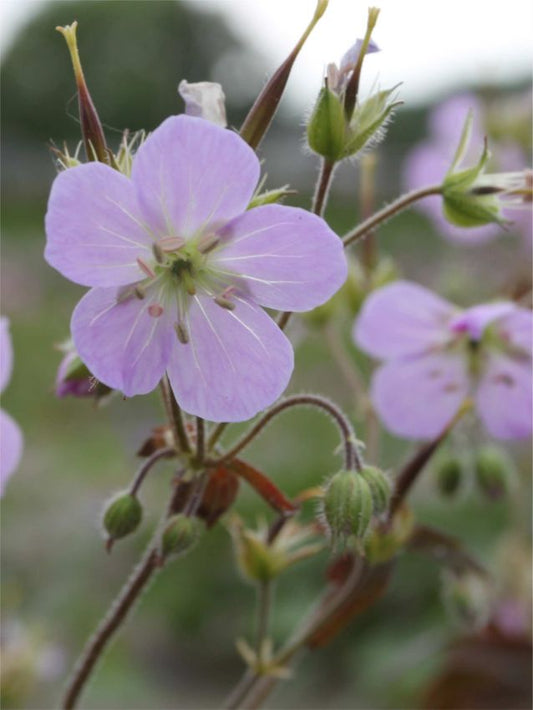 Storchschnabel Geranium espresso maculatum