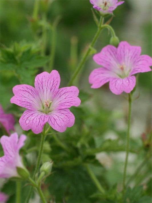 Storchschnabel Geranium claridge druce oxonianum
