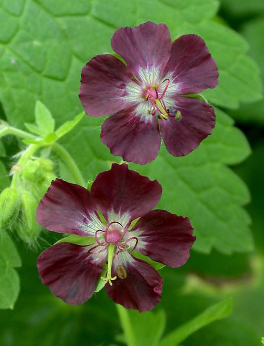 Storchschnabel Geranium phaeum