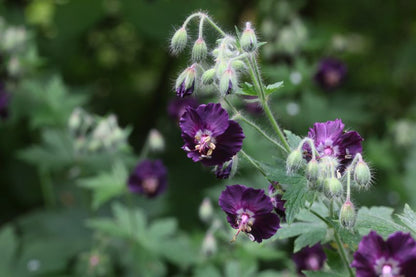 Geranium 'Phaeum' - Storchschnabel