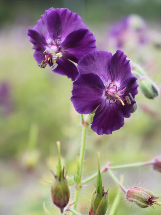 Storchschnabel Geranium phaeum raven