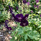 Storchschnabel 'Phaeum Raven' - 5 Stück - LumiBlumi