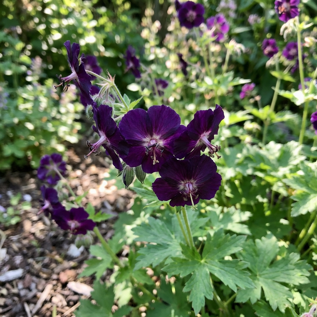 Storchschnabel 'Phaeum Raven' - 5 Stück - LumiBlumi
