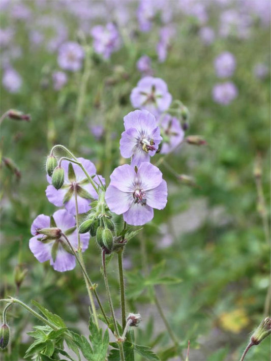 Storchschnabel Geranium phaeum walkure