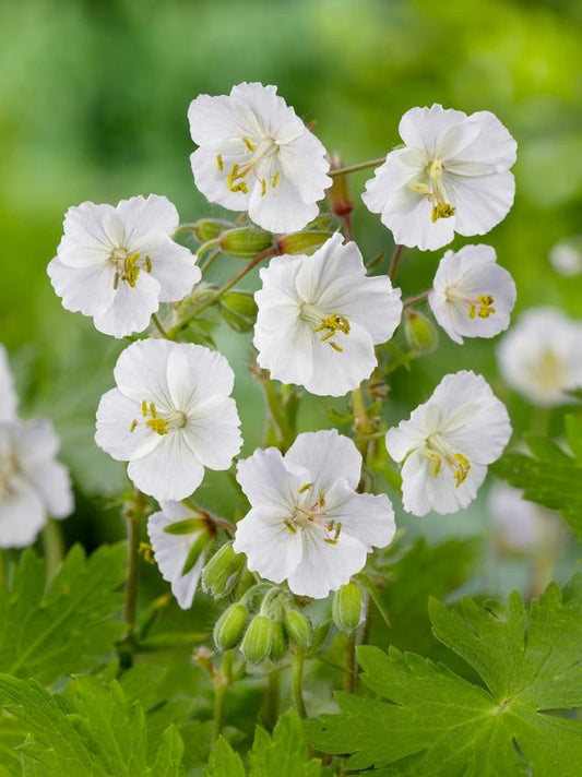 Storchschnabel Geranium sanguineum album