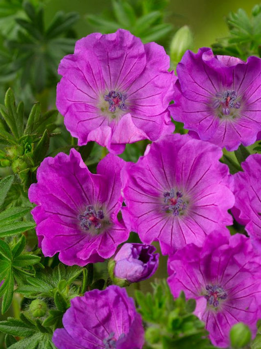 Storchschnabel Geranium sanguineum