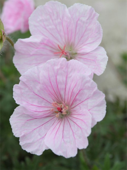 Storchschnabel Geranium sanguineum var. striatum