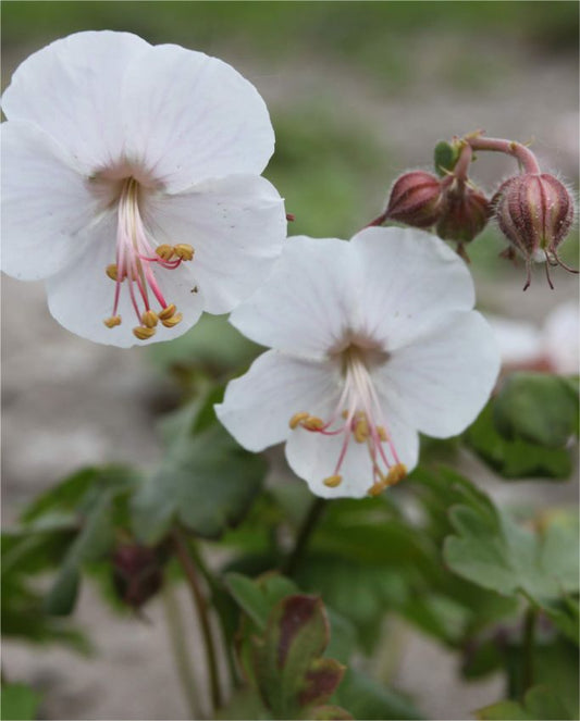 Storchschnabel Geranium st. ola cantabrigiense