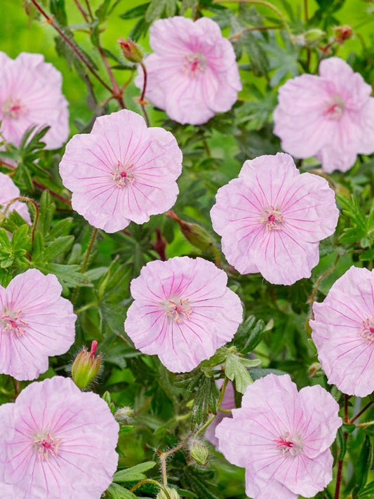 Storchschnabel Geranium sanguineum apfelblute