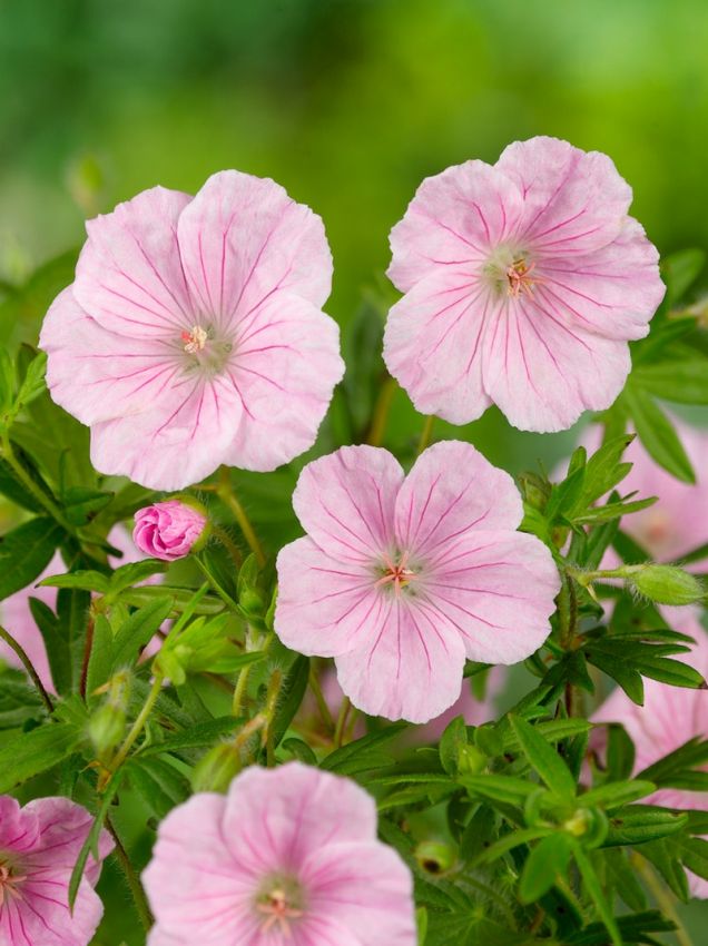 Geranium 'Sanguineum Apfelblute' - Storchschnabel