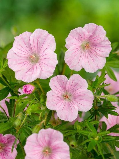 Geranium 'Sanguineum Apfelblute' - Storchschnabel