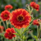 Geum 'Mrs. Bradshaw Chiloense' - Nelkenwurz