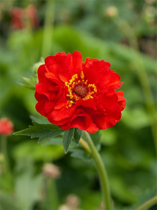 Stauden Geum  mrs. bradshaw chiloense