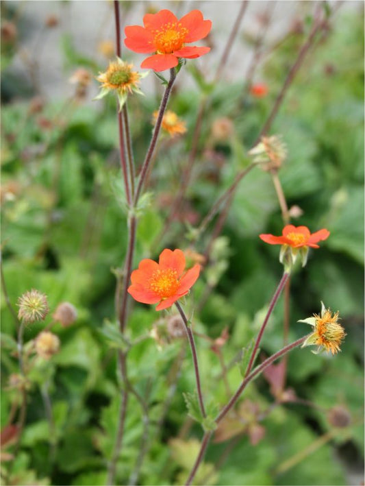 Stauden Geum borisii-strain coccineum