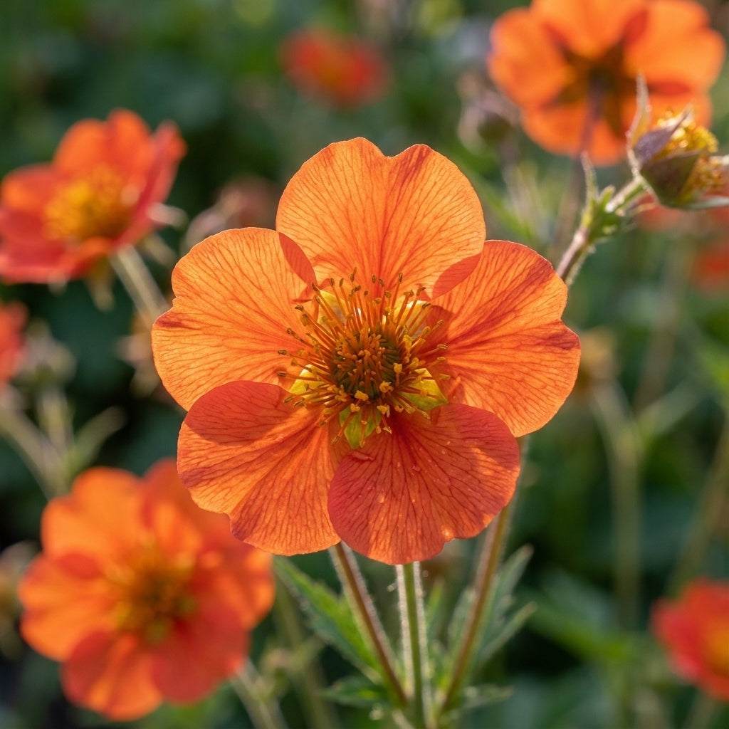Nelkenwurz 'Koi Coccineum' - 5 Stück - LumiBlumi