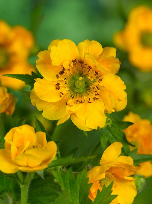 Stauden Geum lady stratheden chiloense