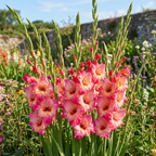 Gladiolus 'Apricot Bubble Gum' - Gladiole