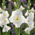 Gladiole 'Argenta' - 10 Stück - LumiBlumi