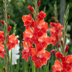 Gladiole 'Atom Primulinus' - 30 Stück - LumiBlumi