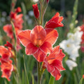 Gladiole 'Atom Primulinus' - 30 Stück - LumiBlumi